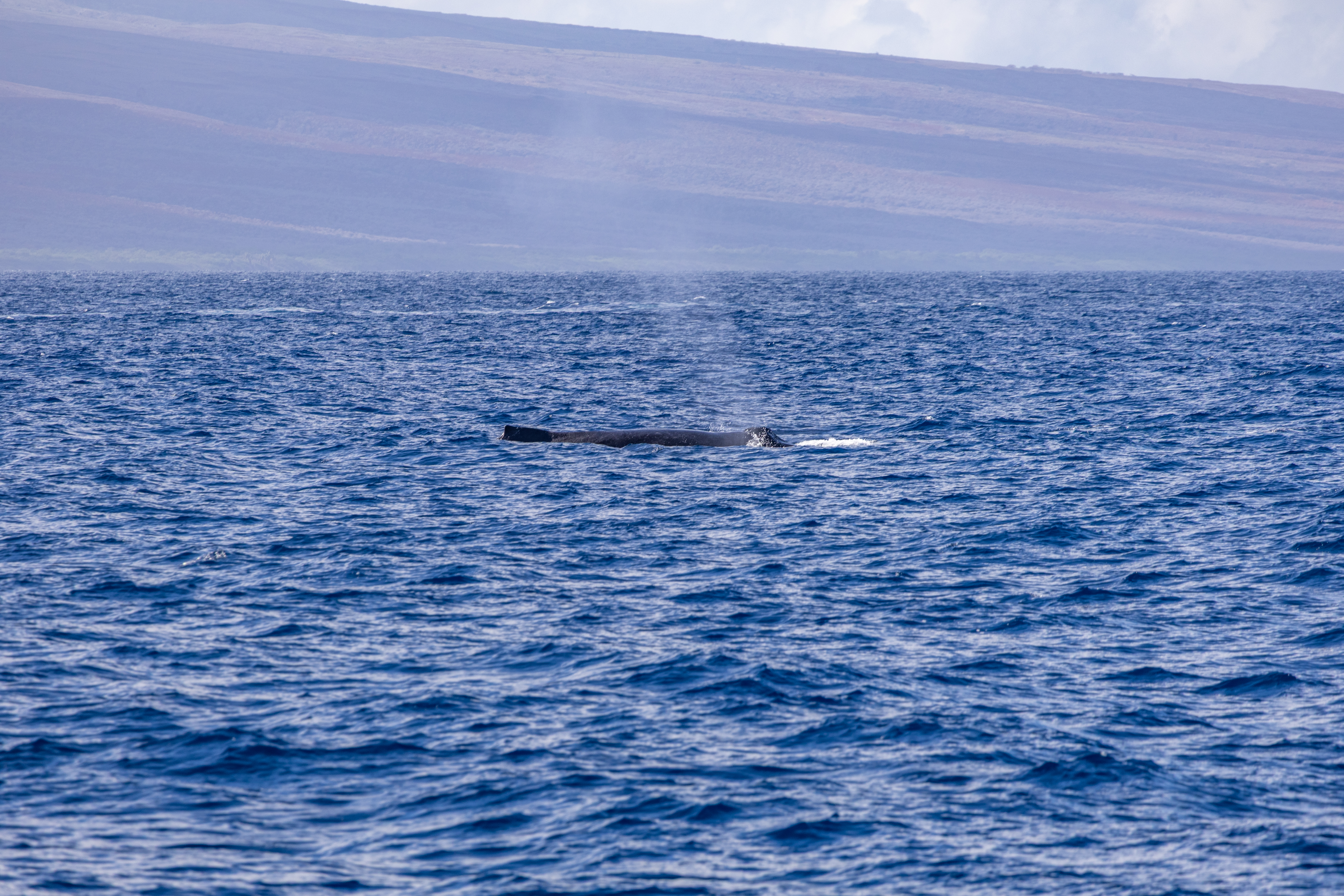 Whale watching